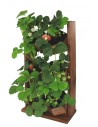 Ogród Wertykalny RD-8 2x3 12cm olcha