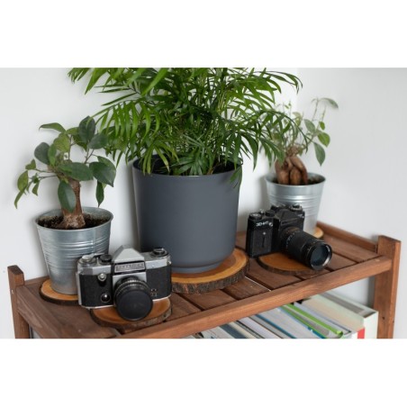 Plaster drewna - fi 20-25 cm - Modrzew, gr 3,0 cm