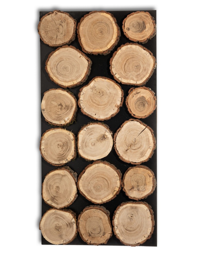 dębowe plastry drewna