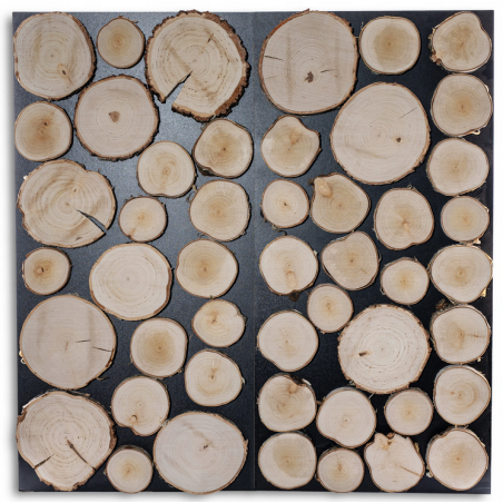 plastry drewna brzozy