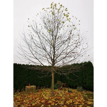 Kompostownik drewniany KMP 600l