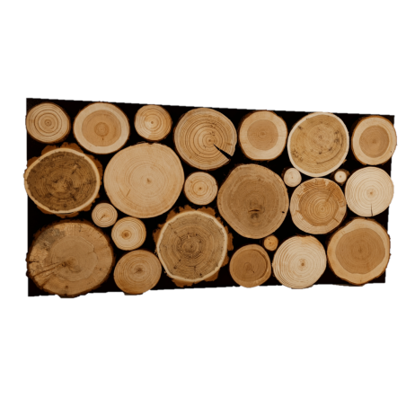 Panel Ścienny ⭑ Przekrój Polskich Lasów ⭑ 1 sztuka