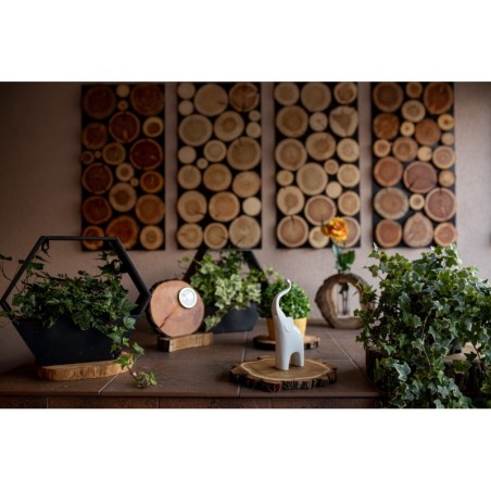 Podkładki Na Stół ◎ Czeremcha  ◎ Olejowane ◎ ø 9-12 cm ◎ 2 sztuki