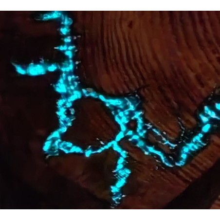 stolik fluorescencyjny