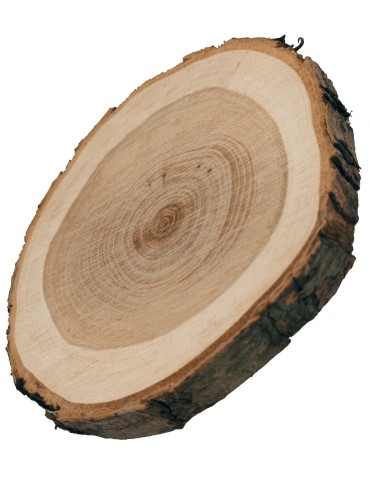 Plaster drewna z korą - fi 15-20 cm - Czeremcha, gr 3,0 cm - product 2