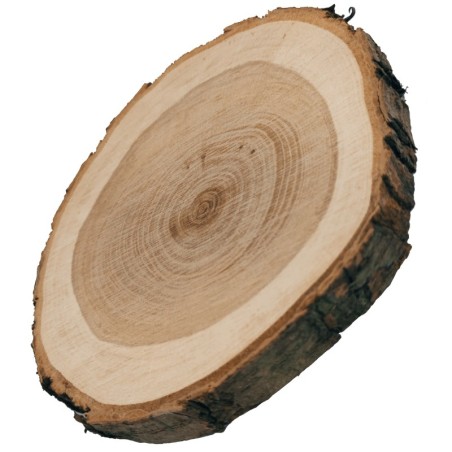 Plaster drewna z korą - fi 15-20 cm - Czeremcha, gr 3,0 cm