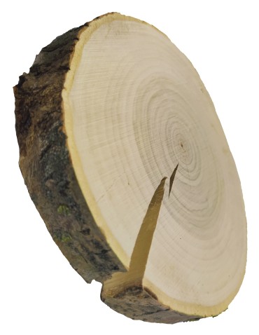 Plastry Okrągłe - Plaster drewna z korą - fi 20-25 cm - Topola, gr 3,0 cm 071911 - product 3