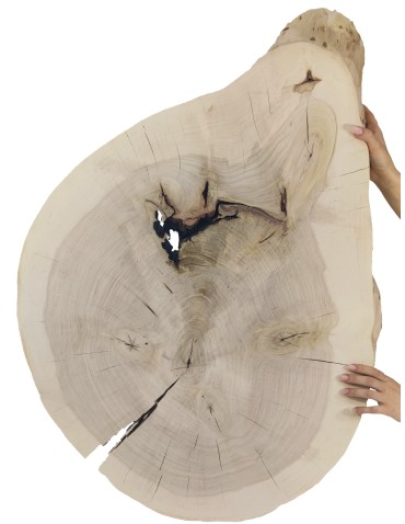 Okorowany Plaster Topoli ~ Nieregularny ~ dł. 90/ szer. max. 65/ gr. 8 cm ~ Unikat 142100