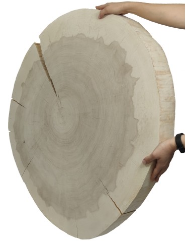 Okorowany Plaster Topoli ~ Owalny ~ dł. 90/ szer. max. 95/ gr. 9 cm ~  145011 - product 2