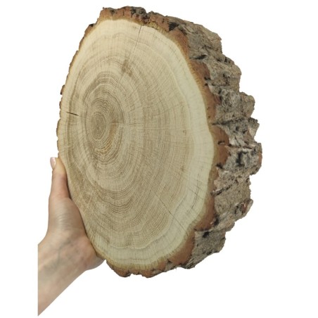 Plaster drewna z korą - fi 25-30 cm - Dąb, gr 5,0 cm