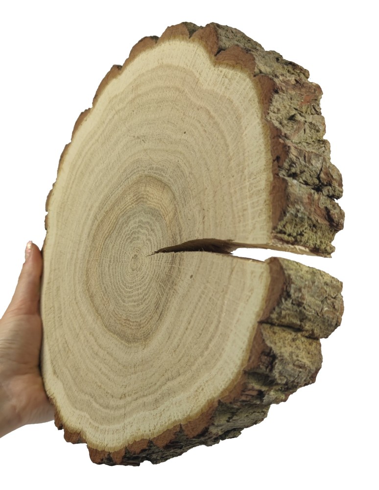 Plastry Okrągłe - Plaster drewna z korą - fi 20-25 cm - Dąb, gr 3,0 cm - produkt MODO24.PL 1