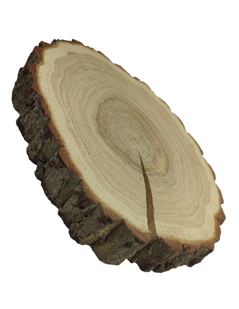 Plastry Okrągłe - Plaster drewna z korą - fi 20-25 cm - Dąb, gr 3,0 cm - product MODO24.PL 2