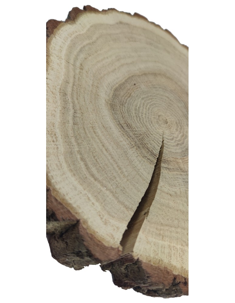 Plastry Okrągłe - Plaster drewna z korą - fi 20-25 cm - Dąb, gr 3,0 cm - product MODO24.PL 3