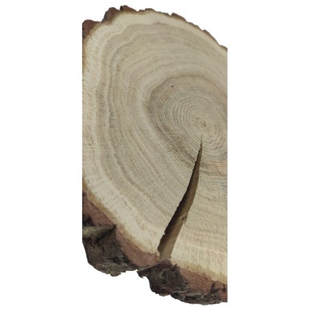 Plaster drewna z korą - fi 20-25 cm - Dąb, gr 3,0 cm