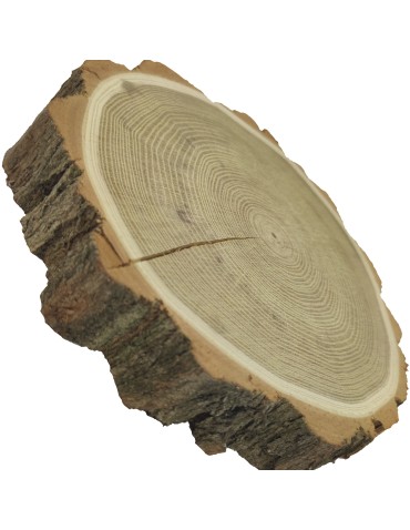 Plastry Okrągłe - Plaster drewna z korą - fi 20-25 cm - Akacja, gr 3,5 cm - product 9