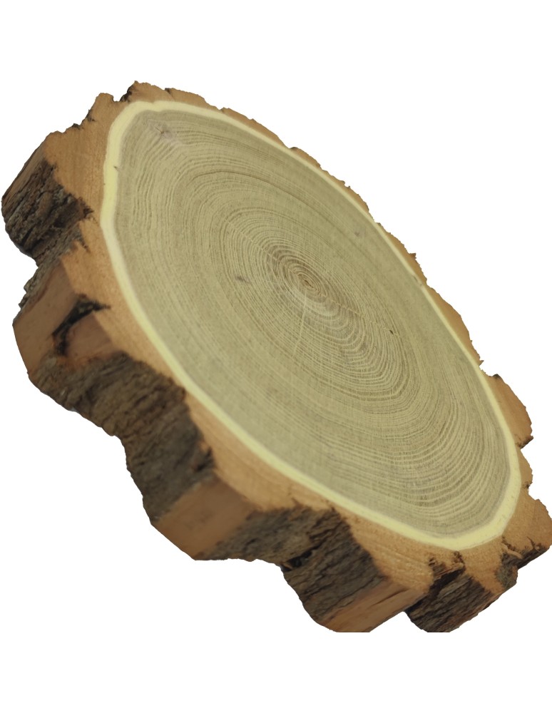 Plastry Okrągłe - Plaster drewna z korą - fi 20-25 cm - Akacja, gr 3,5 cm - product MODO24.PL 8
