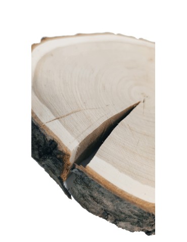 Plastry Okrągłe - Plaster drewna z korą - fi 15-20 cm - Czeremcha, gr 3,0 cm - product 4