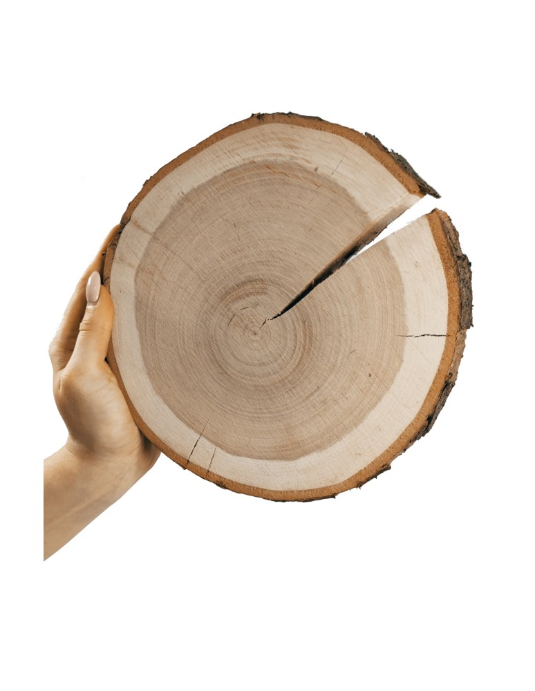 Plastry Okrągłe - Plaster drewna z korą - fi 15-20 cm - Czeremcha, gr 3,0 cm - produkt MODO24.PL 1