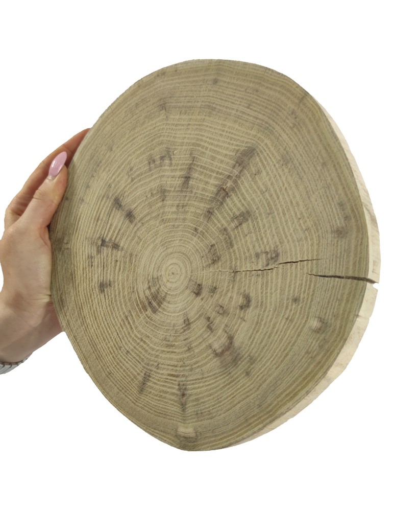 Plastry Okrągłe - Plaster drewna - fi 20-25 cm - Akacja, gr 2,0 cm - produkt MODO24.PL 1