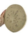 Plaster drewna - fi 20-25 cm - Akacja, gr 2,0 cm