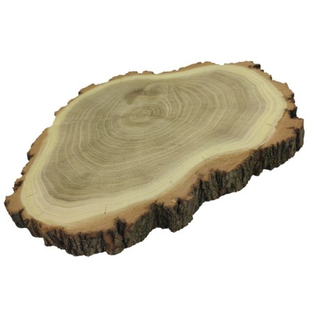 Plaster drewna z korą - fi 15-20 cm - Akacja, gr 2,0 cm