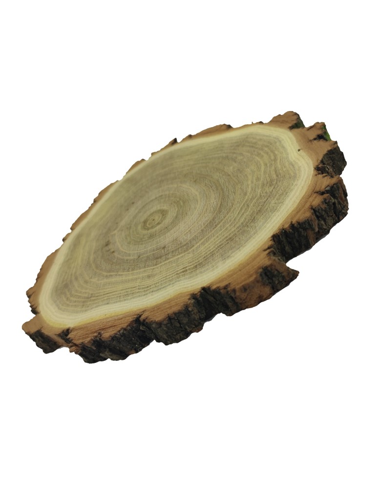 Plastry Okrągłe - Plaster drewna z korą - fi 15-20 cm - Akacja, gr 2,0 cm - product MODO24.PL 3