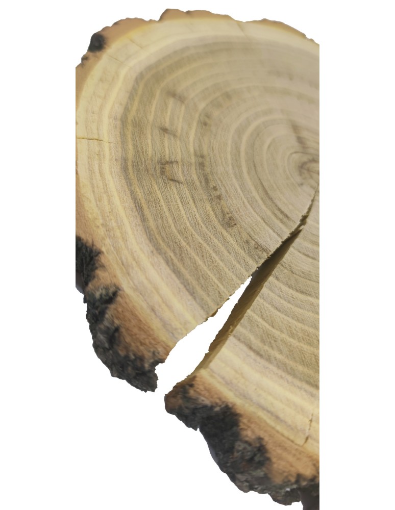 Plastry Okrągłe - Plaster drewna z korą - fi 15-20 cm - Akacja, gr 2,0 cm - product MODO24.PL 4