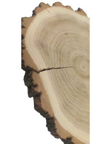 Plastry Okrągłe - Plaster drewna z korą - fi 15-20 cm - Akacja, gr 2,0 cm - product 5