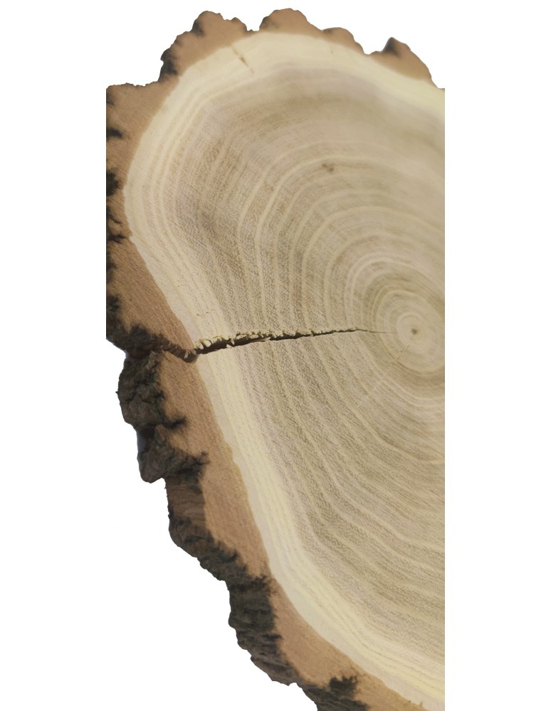 Plastry Okrągłe - Plaster drewna z korą - fi 15-20 cm - Akacja, gr 2,0 cm - product MODO24.PL 5