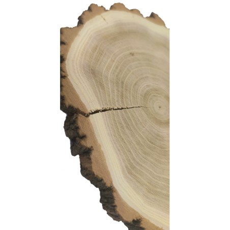 Plaster drewna z korą - fi 15-20 cm - Akacja, gr 2,0 cm