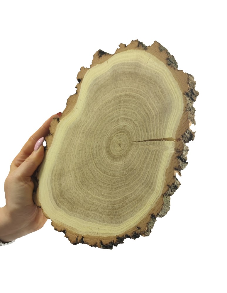 Plastry Okrągłe - Plaster drewna z korą - fi 15-20 cm - Akacja, gr 2,0 cm - product MODO24.PL 6