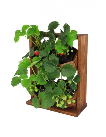 Ogród Wertykalny RD-8 2x2 12cm olcha