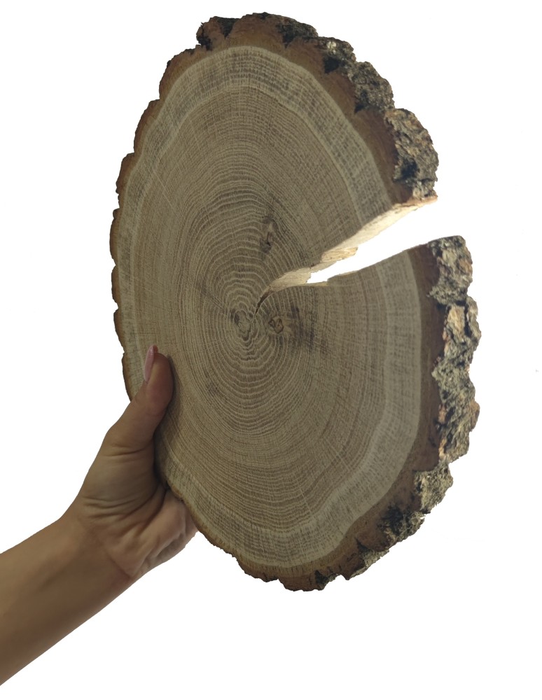 Plastry Okrągłe - Plaster drewna z korą - fi 15-20 cm - Dąb z korą gr 2,0 cm - product MODO24.PL 2