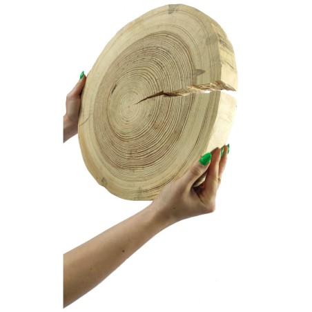 Plaster Drewna Sosnowego ⚪ Grubość 6 cm ⚪ Średnica 35-40 cm ⚪ Oszlifowany i Okorowany