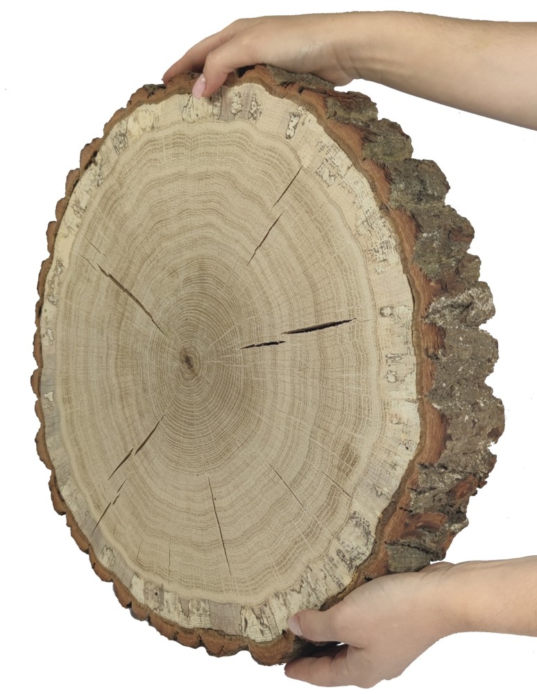 Plastry Okrągłe - Plaster drewna  - fi 35-40 cm - Dąb, gr 6,0 cm - produkt MODO24.PL 1