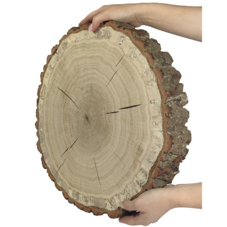 Plaster drewna  - fi 35-40 cm - Dąb, gr 6,0 cm