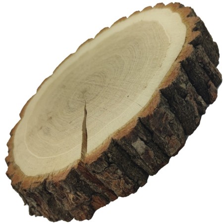 Plaster drewna - fi 30-35 cm - Dąb, gr 6,0 cm