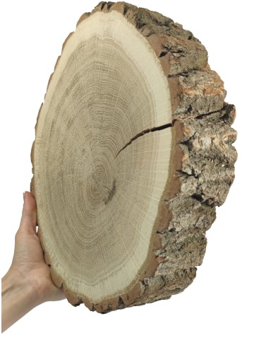 Plaster drewna - fi 30-35 cm - Dąb, gr 6,0 cm - product 2