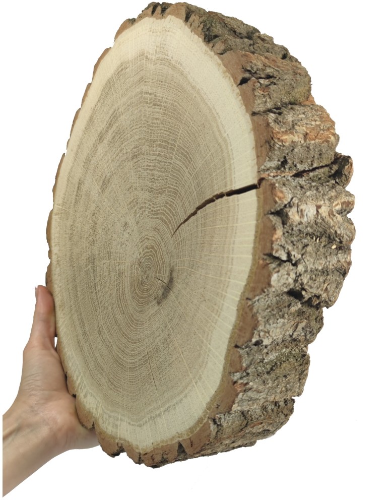 Plastry Okrągłe - Plaster drewna - fi 30-35 cm - Dąb, gr 6,0 cm - product MODO24.PL 2