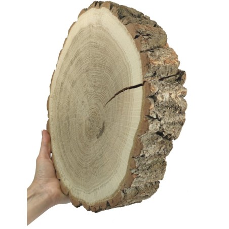 Plaster drewna - fi 30-35 cm - Dąb, gr 6,0 cm