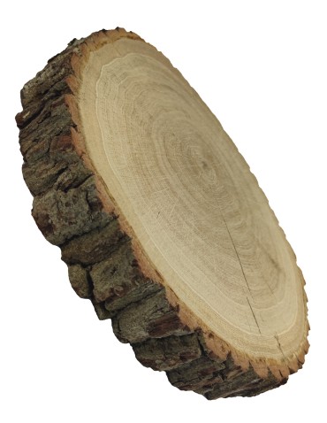 Plastry Okrągłe - Plaster drewna - fi 30-35 cm - Dąb, gr 6,0 cm - product 8