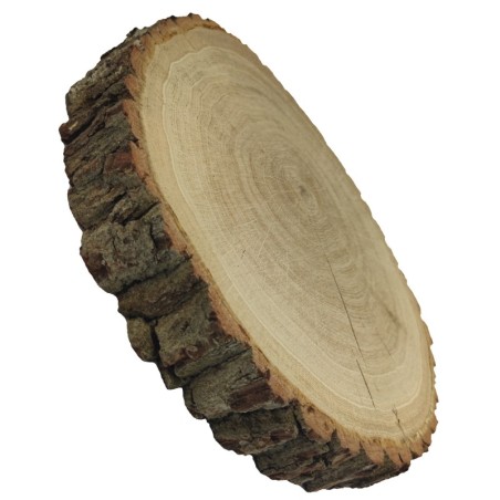 Plaster drewna - fi 30-35 cm - Dąb, gr 6,0 cm