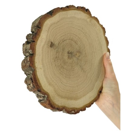 Plaster drewna z korą - fi 15-20 cm - Dąb z korą gr 3,0 cm