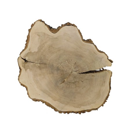 Owalny Plaster Dębu ⭖ Z Korą/Surowy ⭖  wym. 175/150/12 cm ⭖ DIY