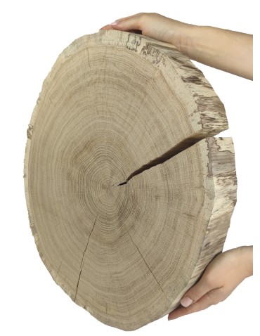 Duży Plaster Drewna - fi 40-45 cm - Dąb, gr 5,0 cm