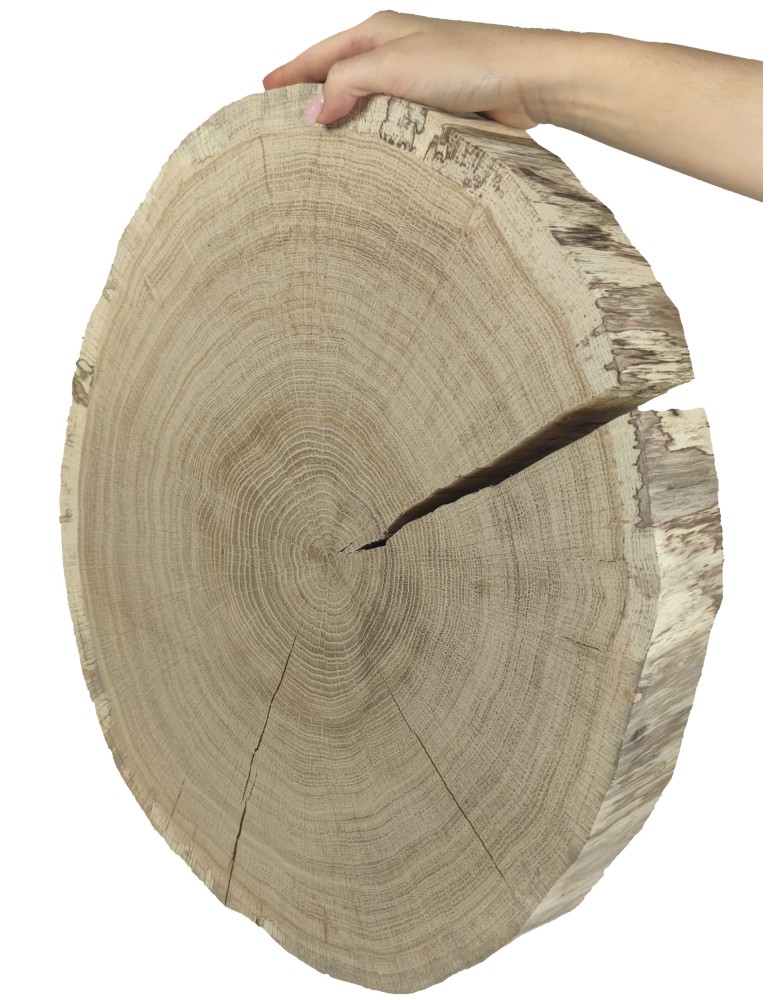 Plastry Okrągłe - Duży Plaster Drewna - fi 40-45 cm - Dąb, gr 5,0 cm - product MODO24.PL 2