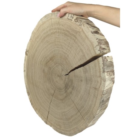 Duży Plaster Drewna - fi 40-45 cm - Dąb, gr 5,0 cm