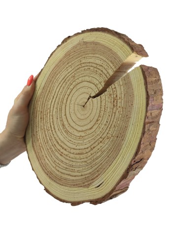 plaser drewna modrzew