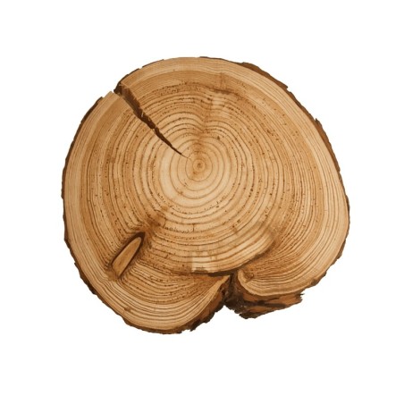 Plaster drewna - fi 25-30 cm - Modrzew, gr 3,0 cm 132258