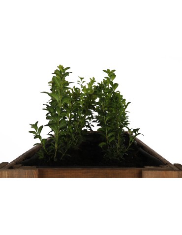 Kwietniki i donice - Drewniany Ziołownik / Skrzynia ZE1wym. 70x80x34 cm, Brąz - product 6